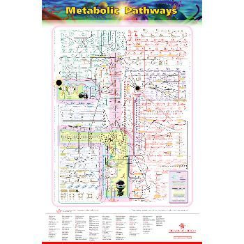 生化代谢 高清全图Metabolic Pathways